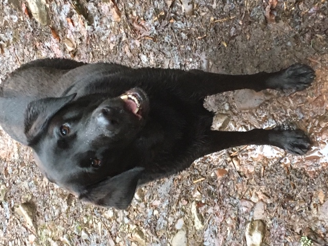 Isla