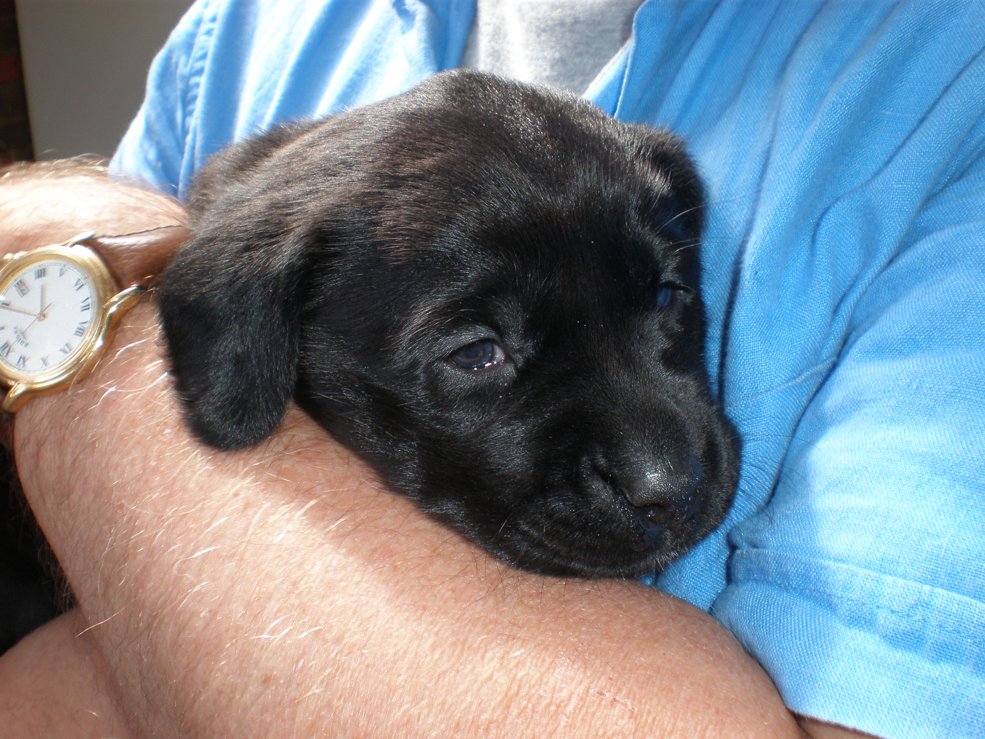 IslaPuppy