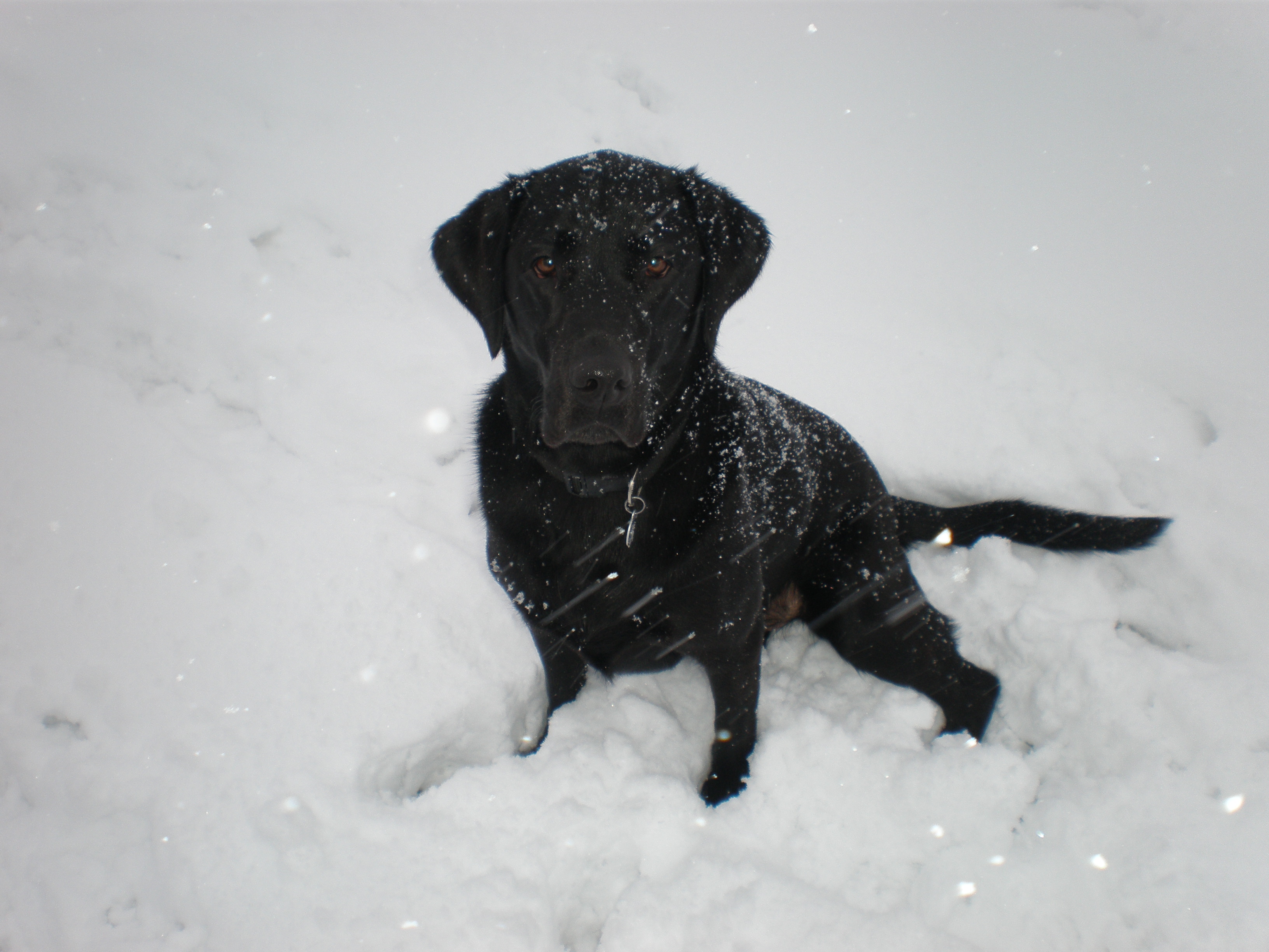 IslaSnow