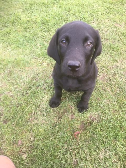 Milo